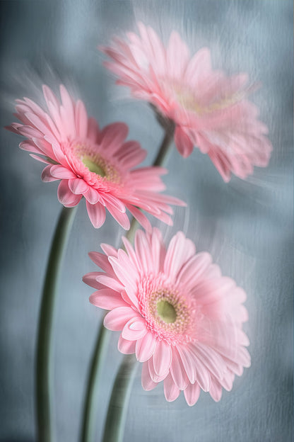 Zartes Gerbera-Blumenbild als hochwertiges Wandbild oder Poster. Jetzt als Kunstdruck bestellen auf Leinwand, hinter Acrylglas oder auf Alu-Dibond.