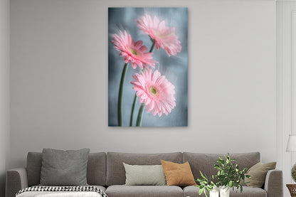 Gerberas