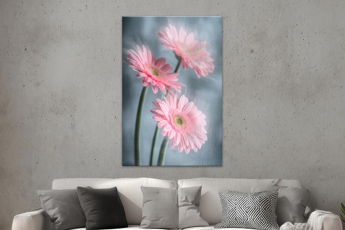 Gerberas