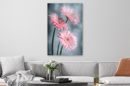 Gerberas