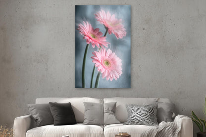 Gerberas