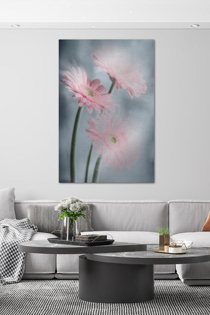 Gerberas