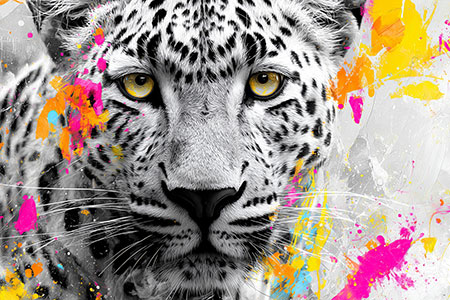 Ein Leopard in schwarzweiss mit vielen bunten Farbspritzern, hochwertiger Kunstdruck auf Leinwand, Acrylglas, Alu-Dibond, als Poster oder auch Akustikbild.